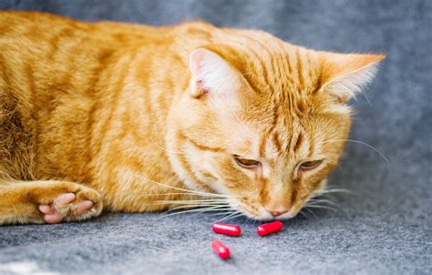 Magical kitty cat pills